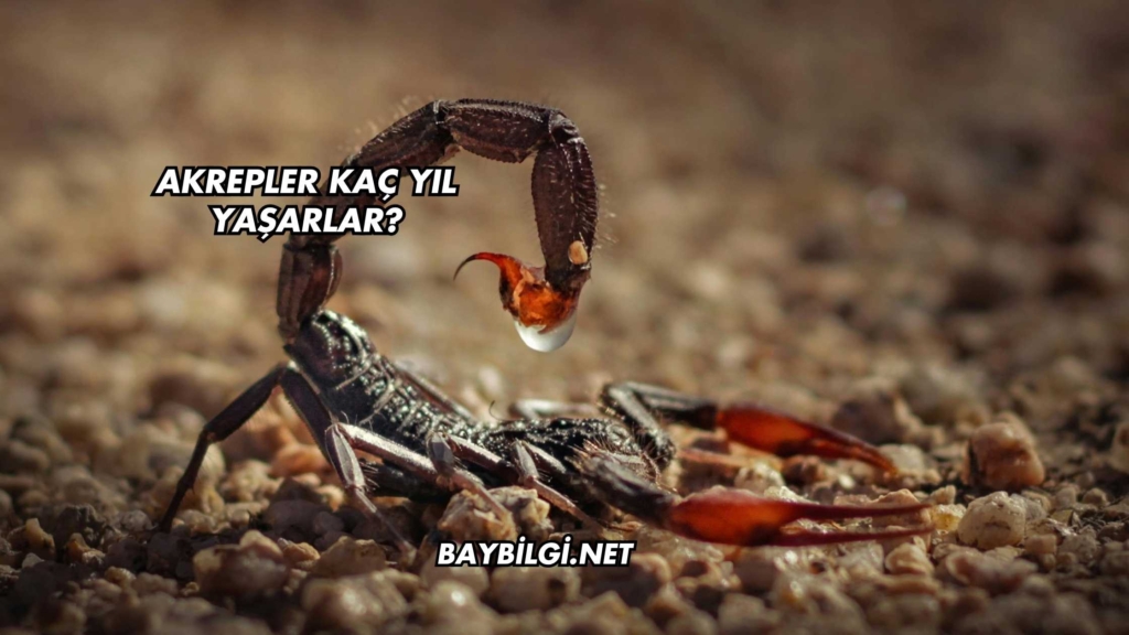 Akrepler Kaç Yıl Yaşarlar?