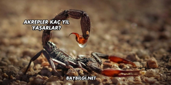 Akrepler Kaç Yıl Yaşarlar?