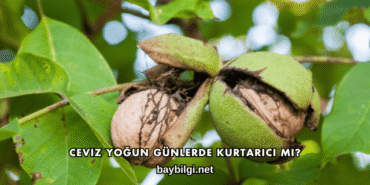 Ceviz Yoğun Günlerde Kurtarıcı mı?