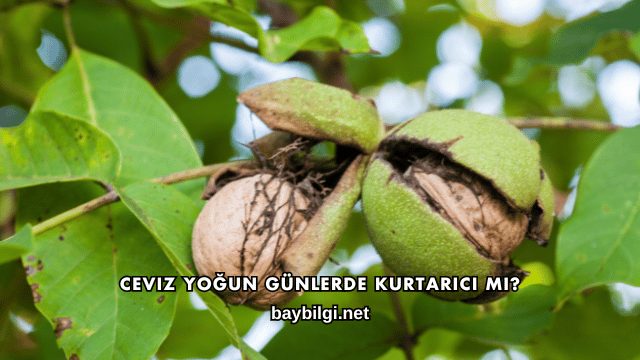Ceviz Yoğun Günlerde Kurtarıcı mı?