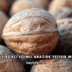 Ceviz Ağacı Eğimli Arazide Yetişir mi?