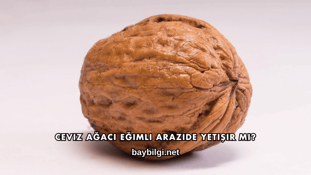 Ceviz Ağacı Eğimli Arazide Yetişir mi?