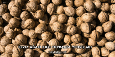 Ceviz Ağacı Killi Toprakta Yetişir mi?