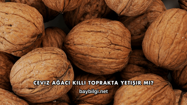 Ceviz Ağacı Killi Toprakta Yetişir mi?