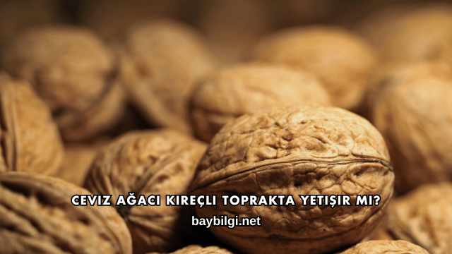 Ceviz Ağacı Kireçli Toprakta Yetişir mi?
