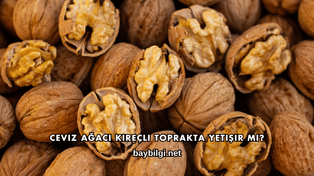 Ceviz Ağacı Kireçli Toprakta Yetişir mi?
