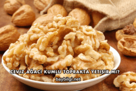 Ceviz Ağacı Kumlu Toprakta Yetişir mi?