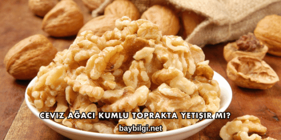 Ceviz Ağacı Kumlu Toprakta Yetişir mi?