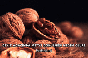 Ceviz Ağacında Meyve Dökülmesi Neden Olur?