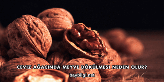 Ceviz Ağacında Meyve Dökülmesi Neden Olur?
