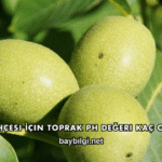 Ceviz Bahçesi İçin Toprak PH Değeri Kaç Olmalı?