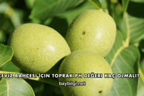 Ceviz Bahçesi İçin Toprak PH Değeri Kaç Olmalı?