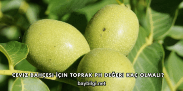 Ceviz Bahçesi İçin Toprak PH Değeri Kaç Olmalı?