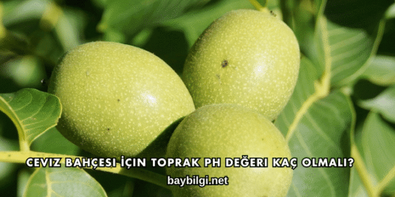 Ceviz Bahçesi İçin Toprak PH Değeri Kaç Olmalı?
