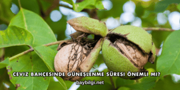 Ceviz Bahçesinde Güneşlenme Süresi Önemli mi?