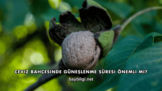 Ceviz Bahçesinde Güneşlenme Süresi Önemli mi?