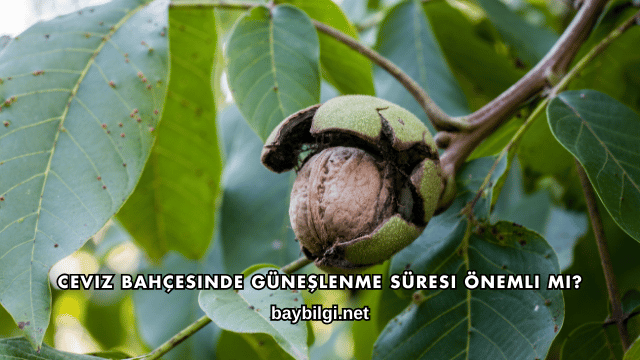 Ceviz Bahçesinde Güneşlenme Süresi Önemli mi?