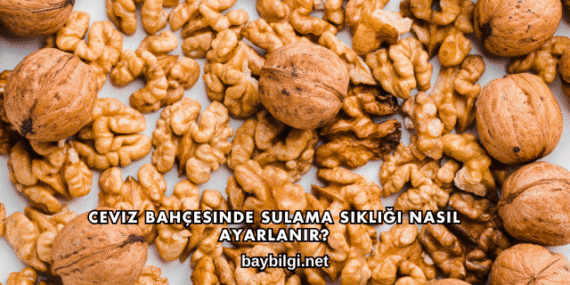 Ceviz Bahçesinde Sulama Sıklığı Nasıl Ayarlanır?