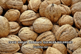 Ceviz Hasat Sonrası İşlemler Nelerdir?