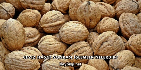 Ceviz Hasat Sonrası İşlemler Nelerdir?