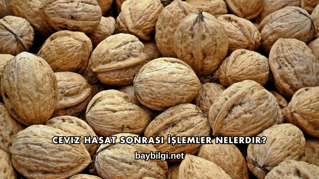 Ceviz Hasat Sonrası İşlemler Nelerdir?