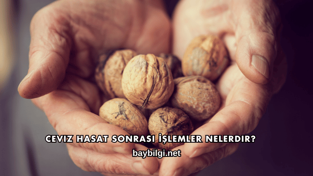 Ceviz Hasat Sonrası İşlemler Nelerdir?