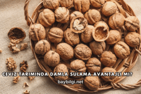Ceviz Tarımında Damla Sulama Avantajlı mı?