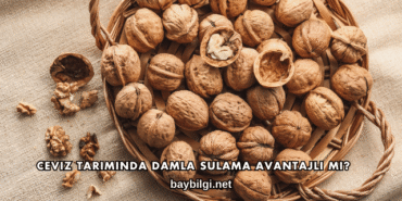 Ceviz Tarımında Damla Sulama Avantajlı mı?