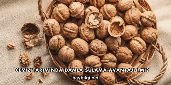 Ceviz Tarımında Damla Sulama Avantajlı mı?