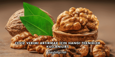 Ceviz Verimi Artırmak İçin Hangi Teknikler Kullanılır?